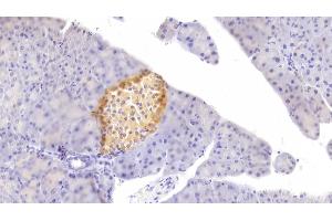 Detection of FGF21 in Mouse Pancreas Tissue using Polyclonal Antibody to Fibroblast Growth Factor 21 (FGF21) (FGF21 antibody  (AA 29-209))