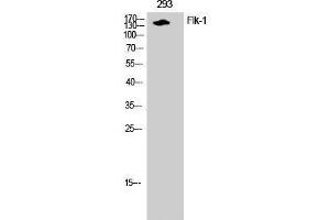 Western Blot analysis of 293T cells with FLK1 Polyclonal Antibody (VEGFR2/CD309 antibody)