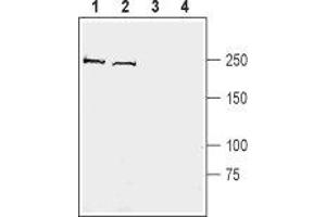 Western blot analysis of mouse brain membranes (lanes 1 and 3) and rat brain synaptosomal fraction (lanes 2 and 4):  - 1,2. (KIDINS220 antibody  (C-Term, Intracellular))