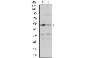 Fig. (DAPK3 antibody  (AA 28-161))