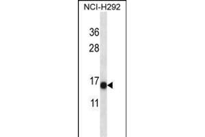 S100A7 Antibody (N-term) (ABIN657716 and ABIN2846704) western blot analysis in NCI- cell line lysates (35 μg/lane).