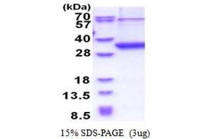 SDS-PAGE (SDS) image for Neurexophilin 1 (NXPH1) (AA 22-271) protein (His tag) (ABIN5853519) (Neurexophilin 1 Protein (NXPH1) (AA 22-271) (His tag))