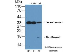 Detection of CASP3 in lysates of Jurkat cell line using Polyclonal Antibody to Caspase 3 (CASP3) (Caspase 3 antibody  (AA 29-175))