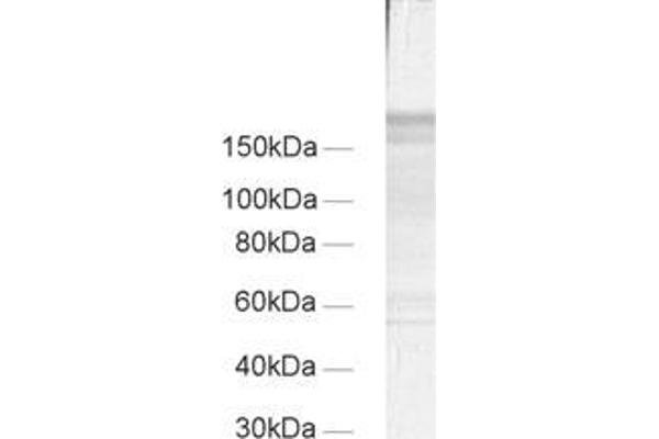 Regulating Synaptic Membrane Exocytosis 1 (RIMS1) (AA 596-705) 抗体