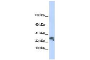 Image no. 1 for anti-Granulysin (GNLY) (C-Term) antibody (ABIN6743099) (GNLY antibody  (C-Term))