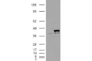 Image no. 2 for anti-Peptidylprolyl Isomerase D (PPID) (Internal Region) antibody (ABIN374769) (PPID antibody  (Internal Region))
