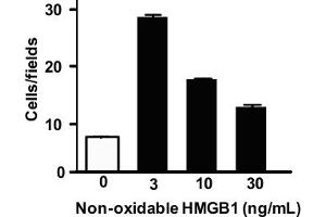 Migration assay with 3T3 mouse cells (HMGB1 Protein (Non-oxidizable))