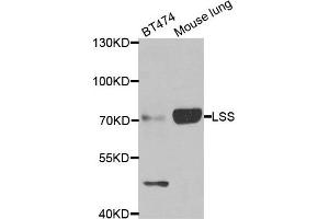Western blot analysis of extracts of BT474 and mouse lung cell lines, using LSS antibody.