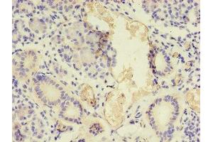Immunohistochemistry of paraffin-embedded human pancreatic tissue using ABIN7161056 at dilution of 1:100 (NPPB antibody  (AA 27-102))