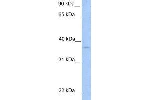WB Suggested Anti-NPAL2 Antibody Titration:  0. (NIPAL2 antibody  (N-Term))