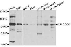 Western blot analysis of extracts of various cells, using CALCOCO1 antibody. (CALCOCO1 antibody)