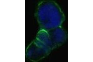 Confocal immunofluorescence analysis of methanol-fixed HEK293 cells trasfected with LCN1-hIgGFc using LCN1 mouse mAb(green), showing membrane localization.