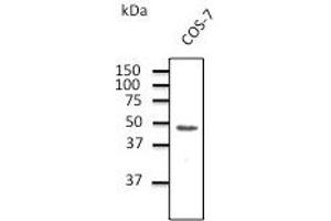 Endogenous CX43 detected  at dilution 1/1,000 dilution;lysate at 100 µg per lane and rabbit polyclonal to goat lgG (HRP) at 1/10,000 dilution. (Connexin 43/GJA1 antibody  (C-Term))