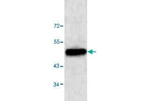 Western blot analysis of HeLa cell lysate with NUCB1 polyclonal antibody  at 1 : 500 dilution. (Nucleobindin 1 antibody  (C-Term))