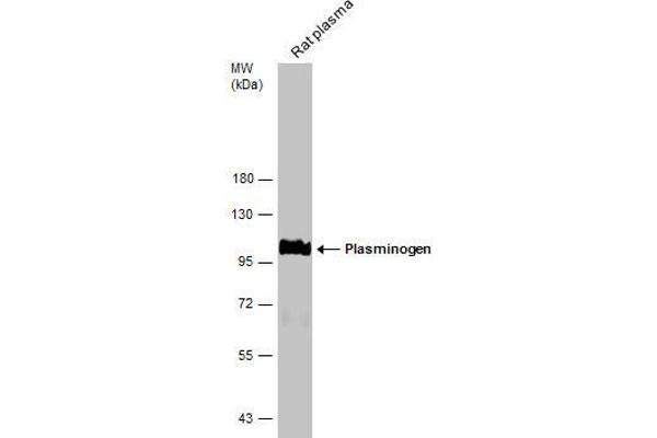 PLG antibody