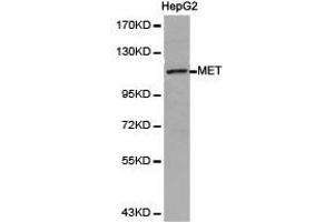 Western Blotting (WB) image for anti-Met Proto-Oncogene (MET) antibody (ABIN1873686)