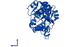 Protein Structure (PS) image for NmrA-Like Family Domain Containing 1 (NMRAL1) (AA 1-299) protein (His tag) (ABIN7549836)