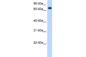 WB Suggested Anti-POR Antibody Titration:  0. (POR antibody  (Middle Region))