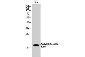 Western Blotting (WB) image for anti-Histone 3 (H3) (H3K27ac) antibody (ABIN3181869) (Histone 3 antibody  (H3K27ac))