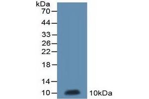 Western blot analysis of recombinant Rat ND5. (MT-ND5 antibody  (AA 425-562))