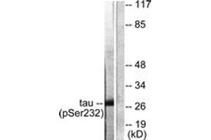 Western blot analysis of extracts from HeLa cells, using 14-3-3 thet/tau (Phospho-Ser232) Antibody. (14-3-3 theta antibody  (pSer232))