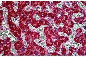 Immunohistochemistry (IHC) image for anti-TBC1 Domain Family, Member 10A (TBC1D10A) (N-Term) antibody (ABIN6391415)
