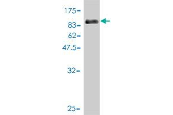 CDK5RAP3 antibody  (AA 1-506)