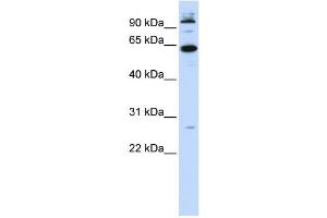 Western Blotting (WB) image for anti-MNT, MAX Dimerization Protein (MNT) antibody (ABIN2458395) (MNT antibody)