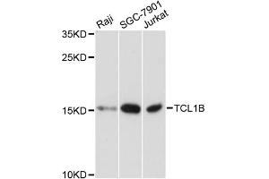 Western blot analysis of extracts of various cell lines, using TCL1B antibody. (TCL1B antibody)