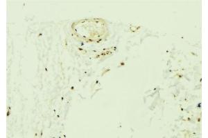 ABIN6275693 at 1/100 staining Mouse muscle tissue by IHC-P. (ZNF592 antibody  (Internal Region))