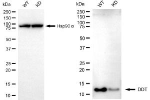 anti-D-Dopachrome Tautomerase (DDT) antibody