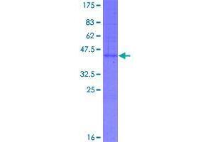 Chromosome 1 Open Reading Frame 220 (C1ORF220) (AA 1-134) protein (GST tag)