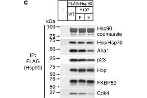 Assembly of complexes of Cdc37 and Hsp90 phosphomimetic variants with clients and cochaperones. (FKBP4 antibody)