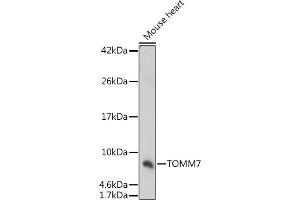 Western blot analysis of extracts of Mouse heart, using TOMM7 antibody (ABIN7270933) at 1:1000 dilution. (TOMM7 antibody  (AA 1-55))