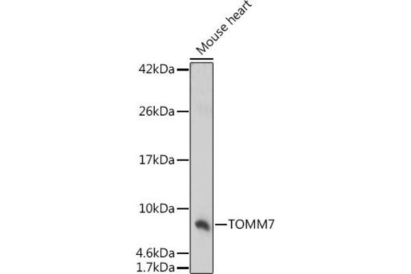 TOMM7 antibody  (AA 1-55)