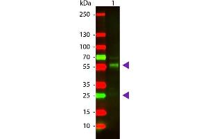 Western Blot of Goat anti-Bovine IgG Texas Red Conjugated Secondary Antibody. (Goat anti-Cow IgG (Heavy & Light Chain) Antibody (Texas Red (TR)) - Preadsorbed)
