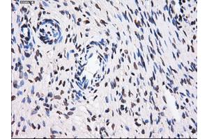 Immunohistochemical staining of paraffin-embedded colon tissue using anti-BTN3A2 mouse monoclonal antibody. (BTN3A2 antibody)