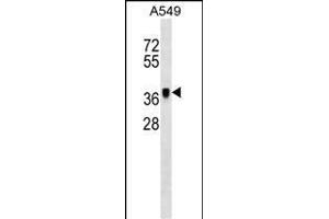 MET Antibody (ABIN1539798 and ABIN2843775) western blot analysis in A549 cell line lysates (35 μg/lane). (METAP1 antibody)