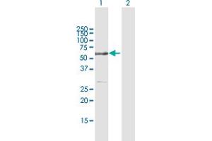 RAD23B antibody  (AA 1-409)