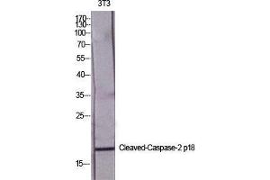 Western Blot (WB) analysis of specific cells using Cleaved-Caspase-2 p18 (G170) Polyclonal Antibody. (Caspase 2 p18 antibody  (cleaved, Gly170))