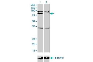 Western blot analysis of PRDM1 over-expressed 293 cell line, cotransfected with PRDM1 Validated Chimera RNAi (Lane 2) or non-transfected control (Lane 1).