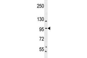 SP1 antibody western blot analysis in K562 lysate.