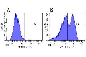 Flow-cytometry using anti-CD29 antibody K20   Human leukocytes were stained with an isotype control (panel A) or the rabbit-chimeric version of K20 ( panel B) at a concentration of 1 µg/ml for 30 mins at RT.