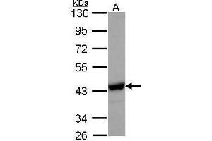 NANS antibody  (Center)