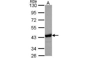WB Image Sample (30 ug of whole cell lysate) A: Hep G2 , 10% SDS PAGE NANS antibody antibody diluted at 1:1000 (NANS antibody  (Center))