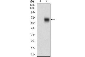 Western blot analysis using BACE1 mAb against HEK293 (1) and BACE1 (AA: 112-324)-hIgGFc transfected HEK293 (2) cell lysate.