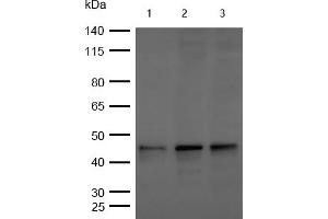 All lanes : Phospho-GSK3 beta (S9) Rabbit mAb at 1/1k dilution Lane 1 : Hela whole cell lysates Lane 2 : 293T whole cell lysates Lane 3 : MCF7 whole cell lysates Lysates/proteins at 20 μg per lane. (Recombinant GSK3 beta antibody  (pSer9))