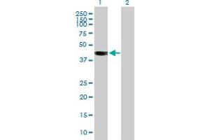 Western Blot analysis of BCAT2 expression in transfected 293T cell line by BCAT2 MaxPab polyclonal antibody.