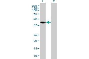 Western Blot analysis of BCAT2 expression in transfected 293T cell line by BCAT2 MaxPab polyclonal antibody. (BCAT2 antibody  (AA 1-392))