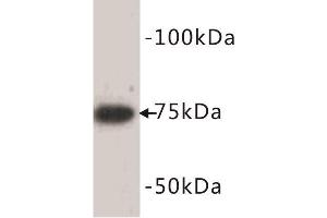 Western Blotting (WB) image for anti-Bone Morphogenetic Protein 2 (BMP2) antibody (ABIN1854839) (BMP2 antibody)